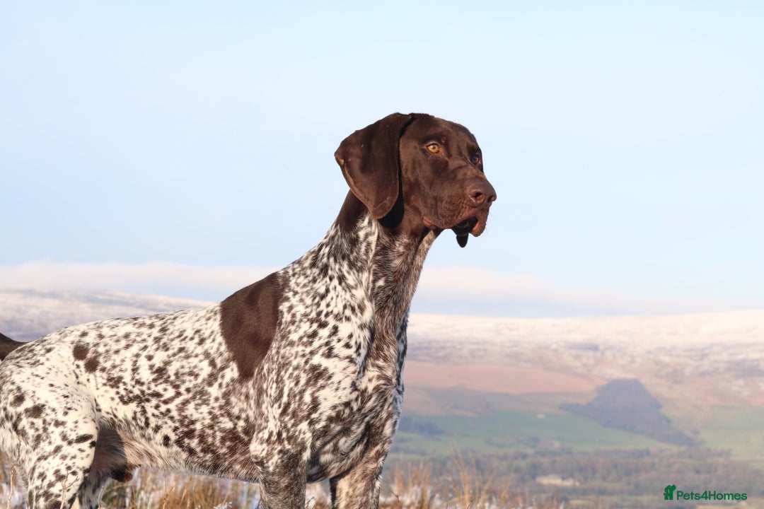 German Shorthaired Pointer dogs for sale: Stunning KC German Shorthaired Pointer Puppies - Image 17