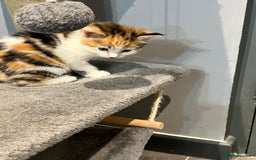 Mixed Breed cats for sale: Mixed kittens ginger calico tabby - Image 5