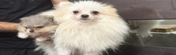 Pomeranian dogs for sale: RUSSIAN SHOW MERLE POMERANIAN PUPPYS  - Advert 8
