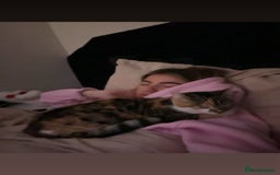 Mixed Breed cats for sale: Beautiful natured cat for rehome - Image 2