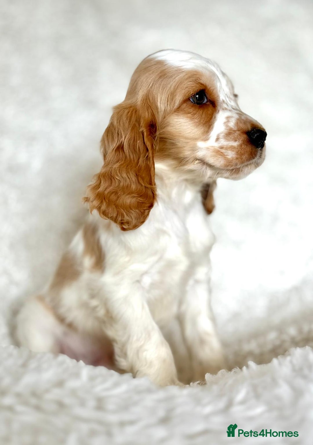 Cocker Spaniel dogs for sale: Golden Roan Full Health Tests Showline KC Reg Pups - Image 2