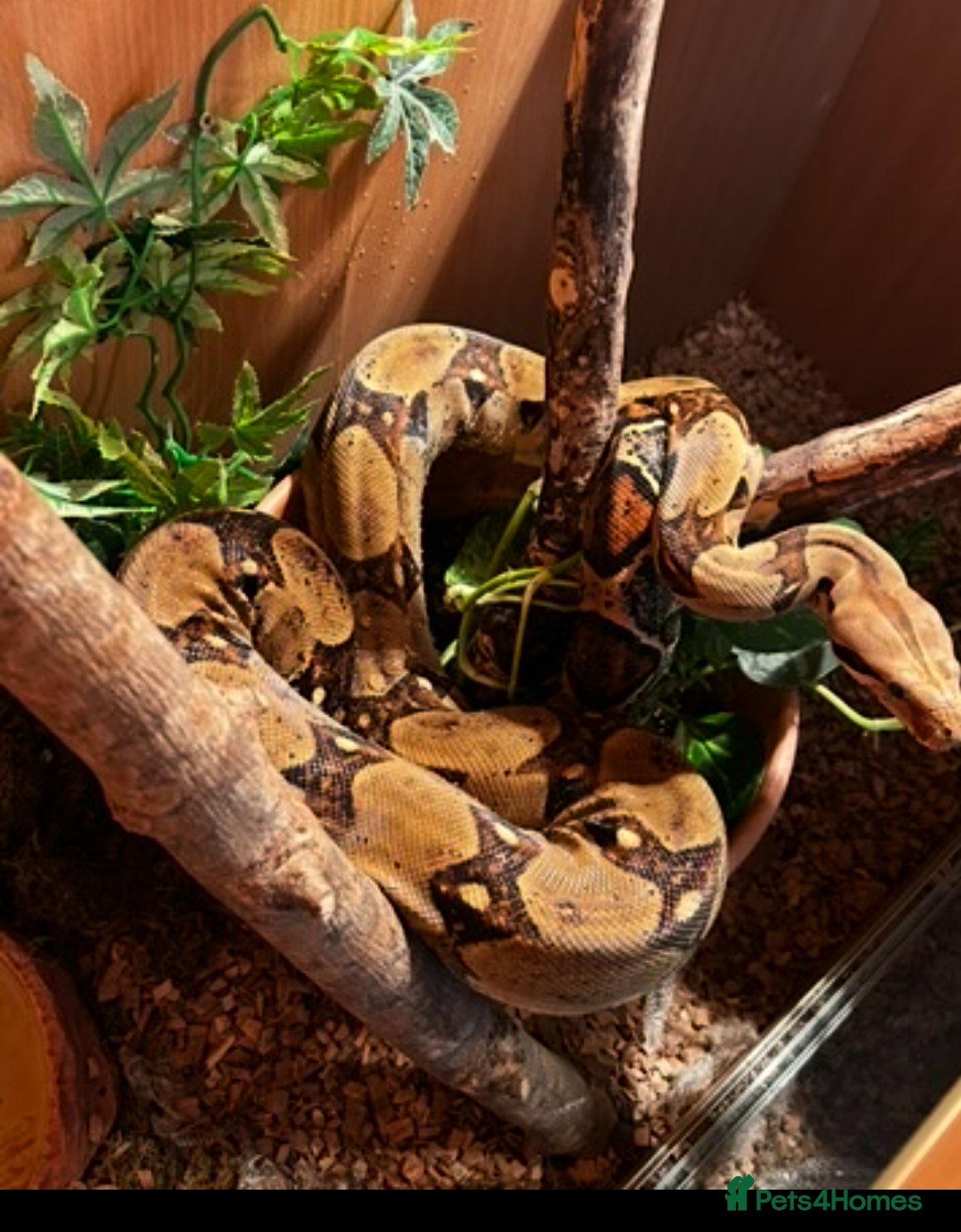 Boa Snake reptiles Six foot boa free  - Advert 6