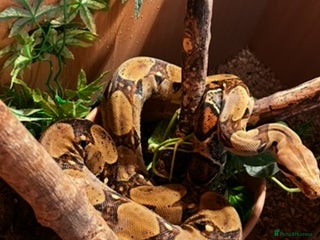 Boa Snake reptiles - Advert 35