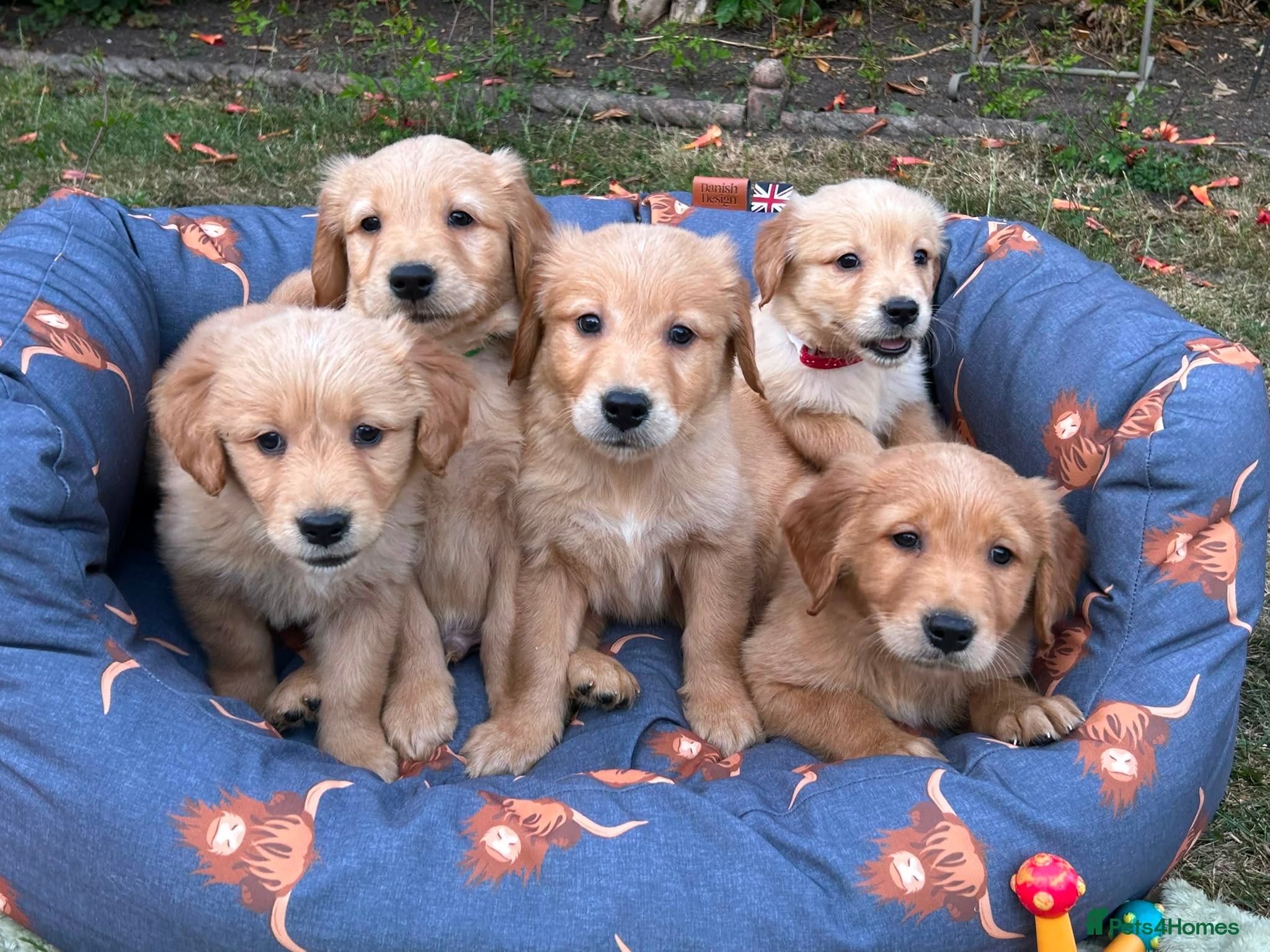 Golden Retriever dogs PERFECT LITTER KC REG HEALTH TESTED GOLDENS - Advert 1