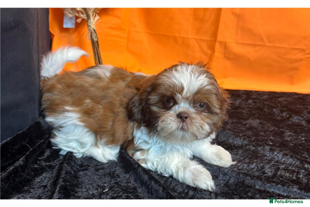 Shih Tzu dogs for sale: Adorable Shih Tzu Puppies – Ready for Loving Homes - Image 12