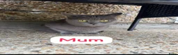 British Shorthair cats for sale: British Shorthair Kittens in Croydon - Advert 3