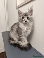 Maine Coon cats 2 black silver blotched tabby Maine coons kittens - Advert 14
