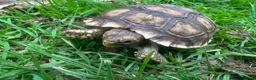 Tortoise reptiles for sale: Hatchlings: African spur thighed/Sulcata tortoises - Advert 3
