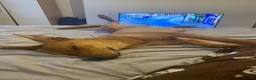 Mixed Breed dogs for sale: Lurcher x Rottweiler  - Advert 2