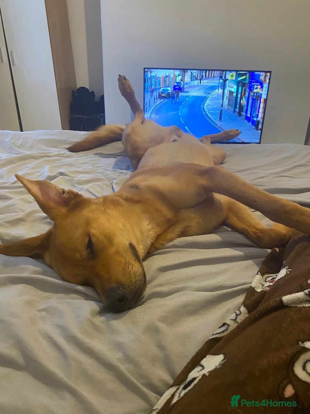 Mixed Breed dogs for sale: Lurcher x Rottweiler  - Advert 2