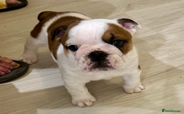 English Bulldog dogs - Advert 3
