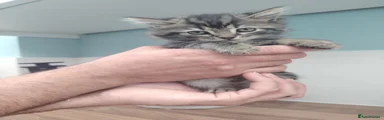 Kovu