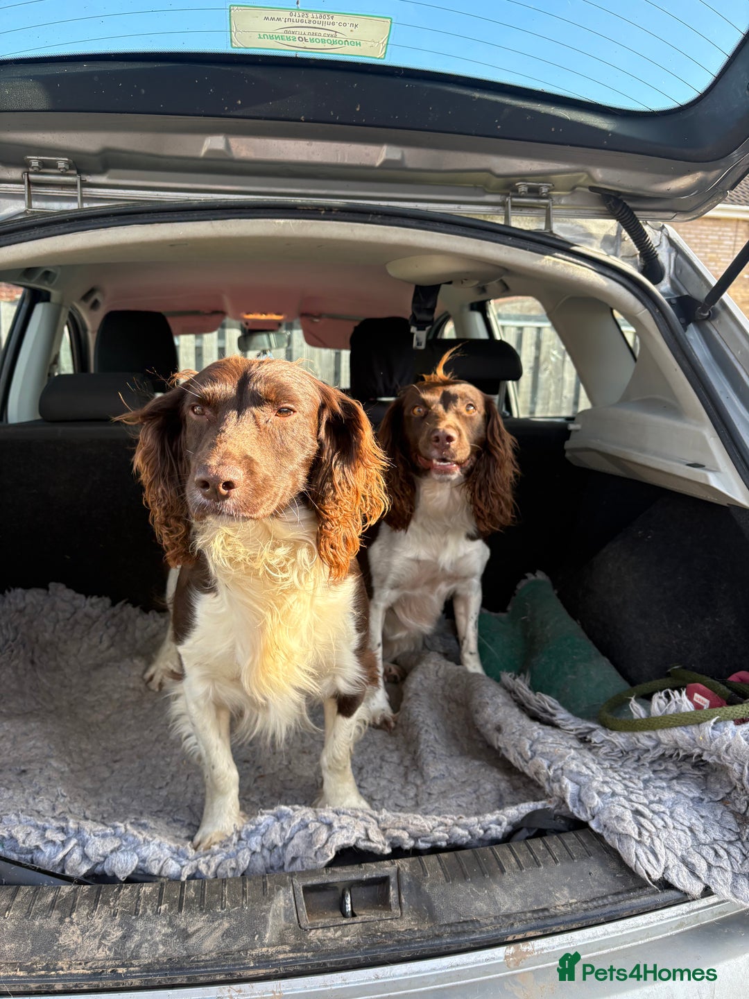 English Springer Spaniel dogs for sale: Beautiful litter of KC REG Puppies - Advert 12