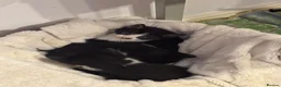 Mixed Breed cats for sale: Beautiful black and white kittens - Advert 11