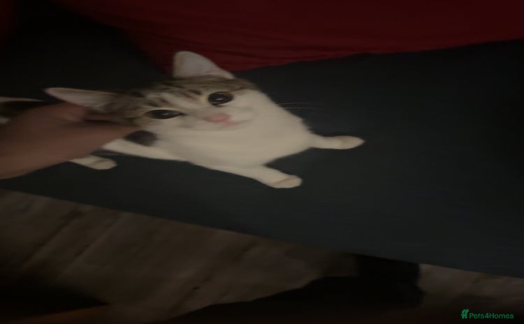 American Shorthair cats - Advert 13