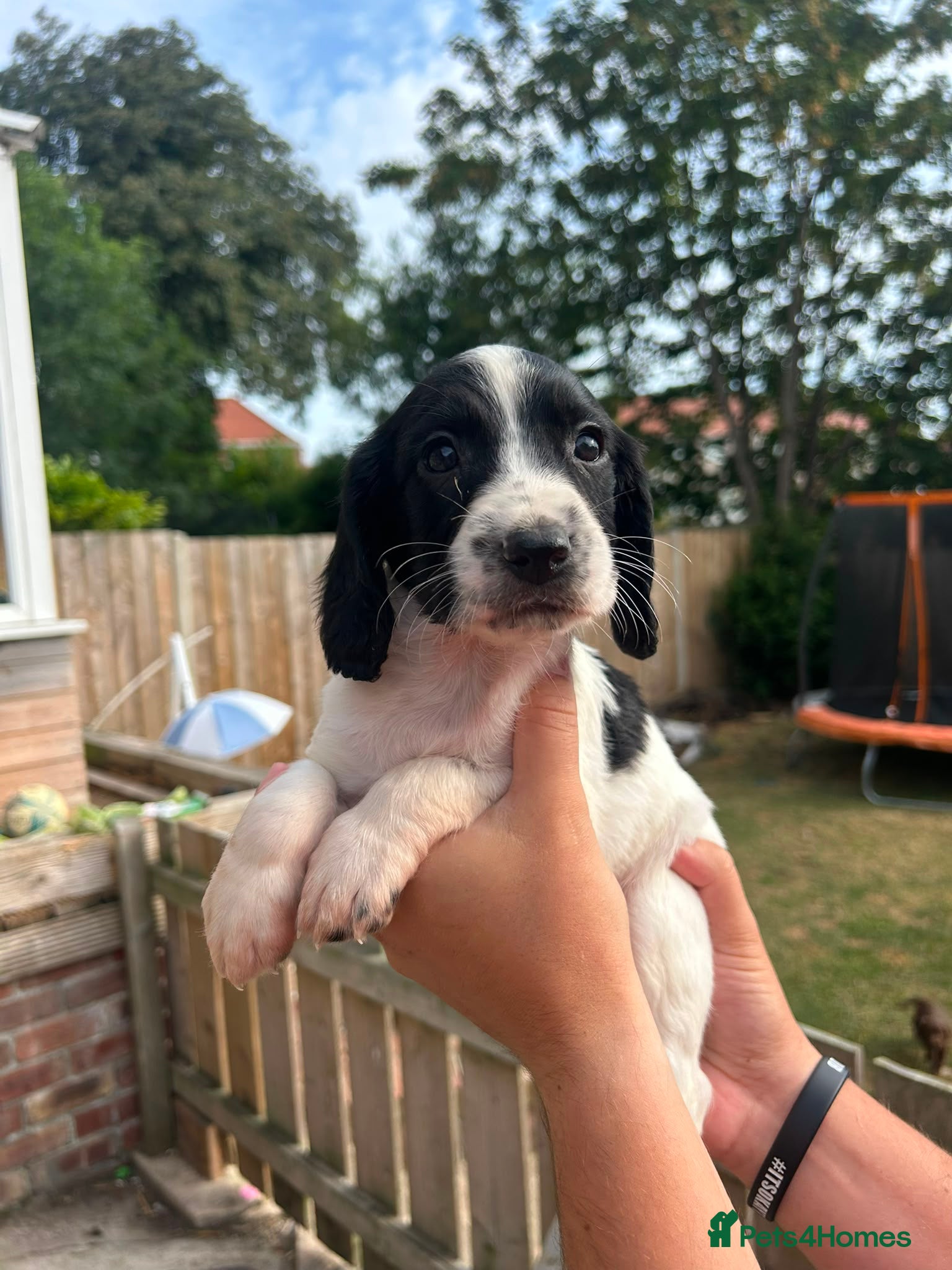 Sprocker dogs F1 Sprocker puppies !!5 remaining!! - Advert 17