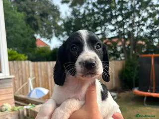 Sprocker dogs F1 Sprocker puppies !!5 remaining!! - Advert 17