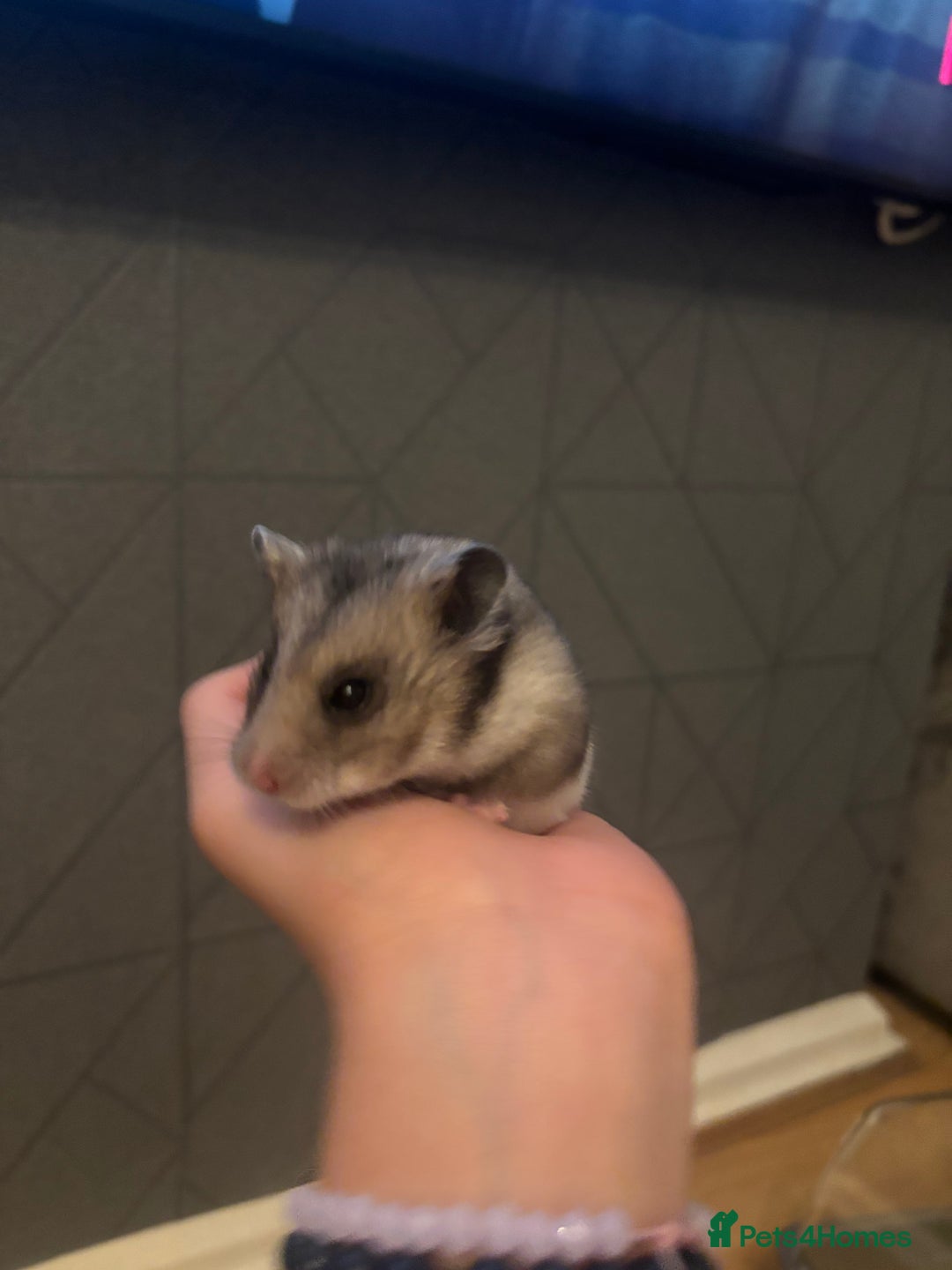 Hamster rodents for sale: hamster  - Advert 6