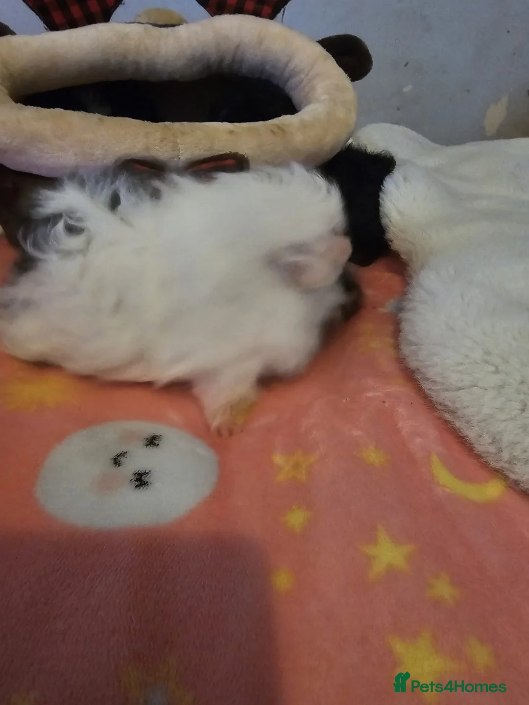 Guinea Pig rodents for sale: Adorable female guinea pig babies  in Nottingham - Advert 16