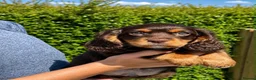 Cavalier King Charles Spaniel dogs for sale: Top Quality Cockalier Puppies - Advert 1