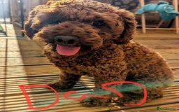 Cockapoo dogs for sale: F1 Cockapoo red and  Black  - Image 14