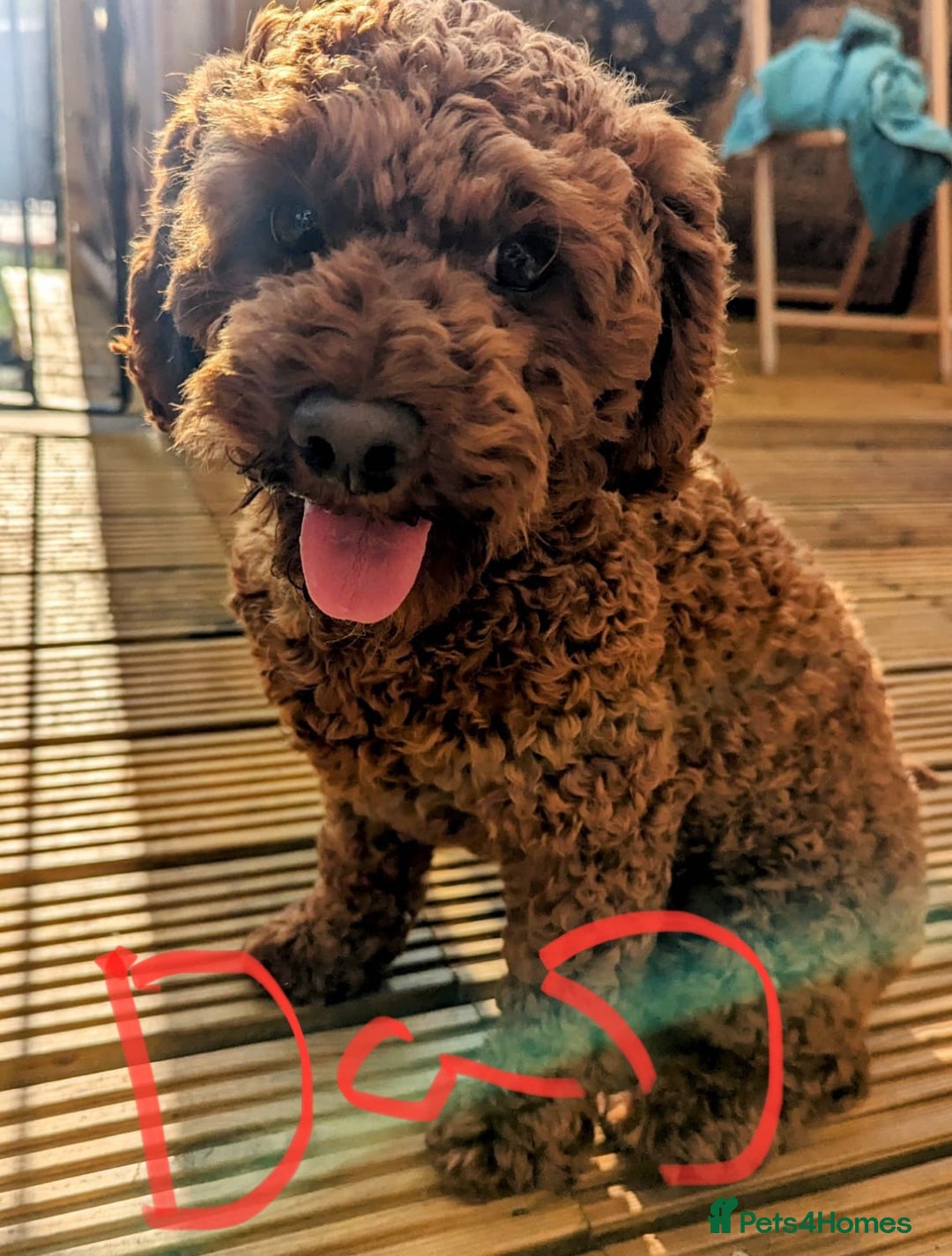 Cockapoo dogs for sale: F1 Cockapoo red and  Black  - Image 14