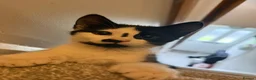Mixed Breed cats for sale: male kitten needing rehome pls read description - Advert 6