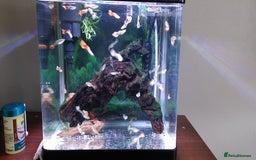Live Bearers fish for sale: Male and female guppies for free - Image 1