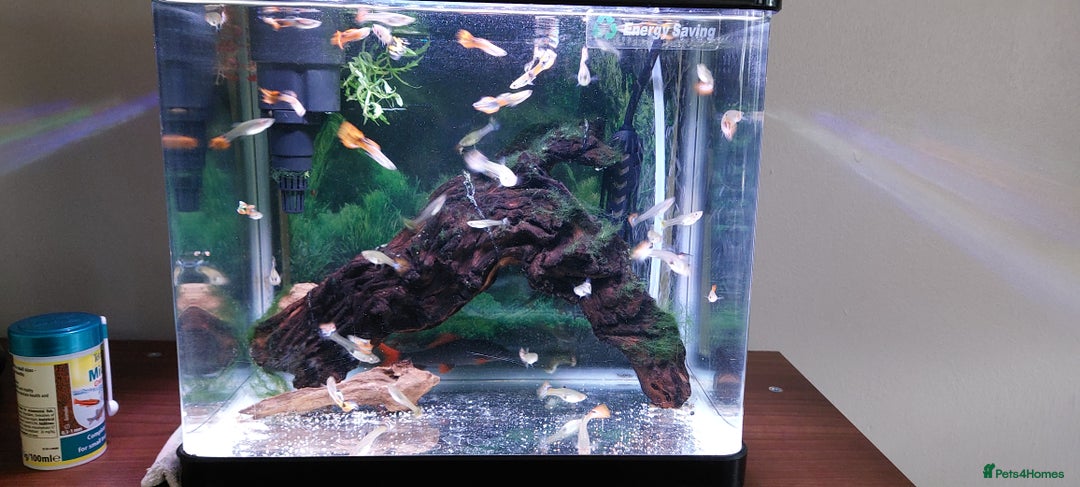 Live Bearers fish for sale: Male and female guppies for free - Image 1
