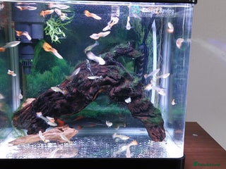 Live Bearers fish for sale - Advert 1