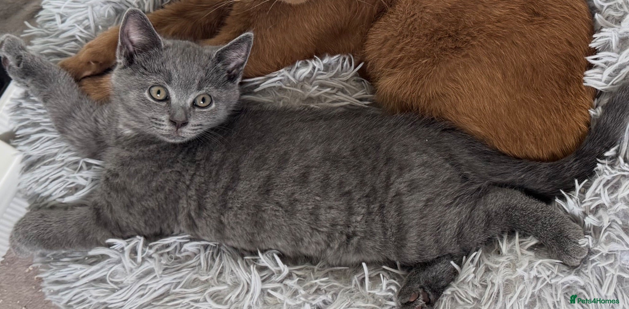 British Shorthair cats Adorable British Shorthair Blue Kittens - Advert 11