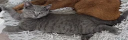 British Shorthair cats for sale: Adorable British Shorthair Blue Kittens - Advert 1