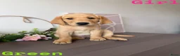 Labrador Retriever dogs for sale: Stunning KC reg Labrador pups ready to leave  - Advert 4