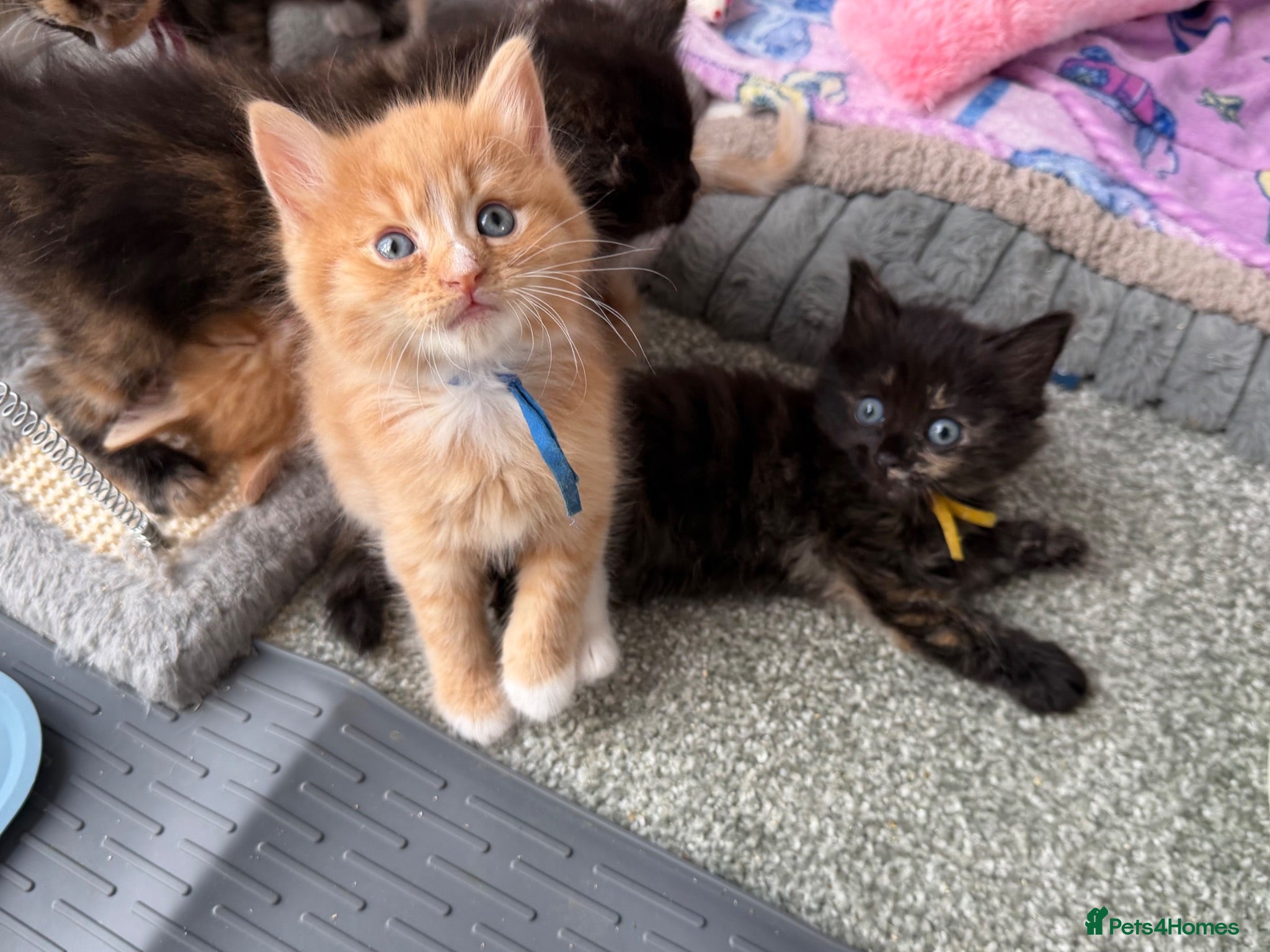 Domestic Shorthair cats Beautiful Kittens - 3 Left  - Advert 19
