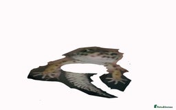 Leopard Gecko reptiles for sale: leopard gecko  - Image 3