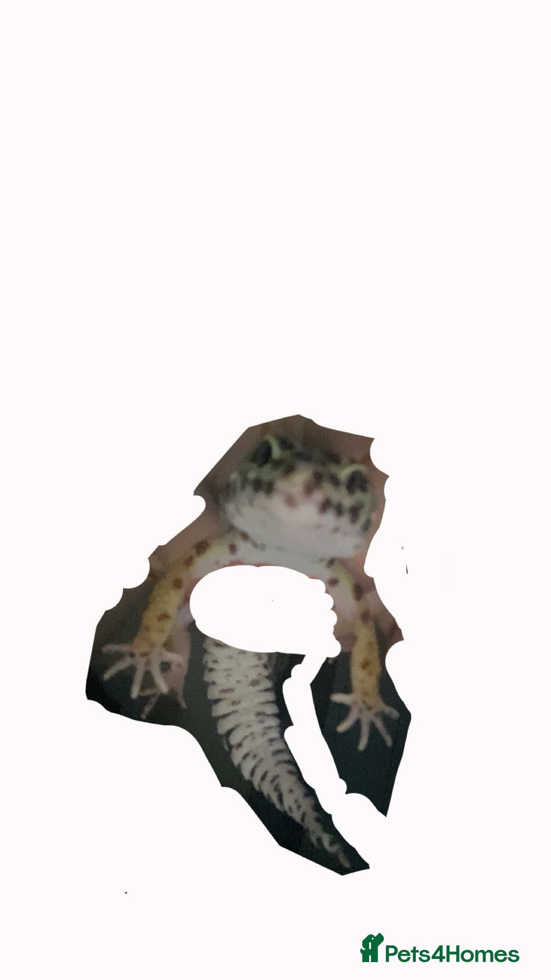 Leopard Gecko reptiles for sale: leopard gecko  - Image 3