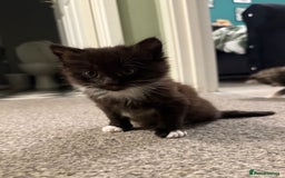 British Longhair cats for sale: Kittens for sale - Image 3