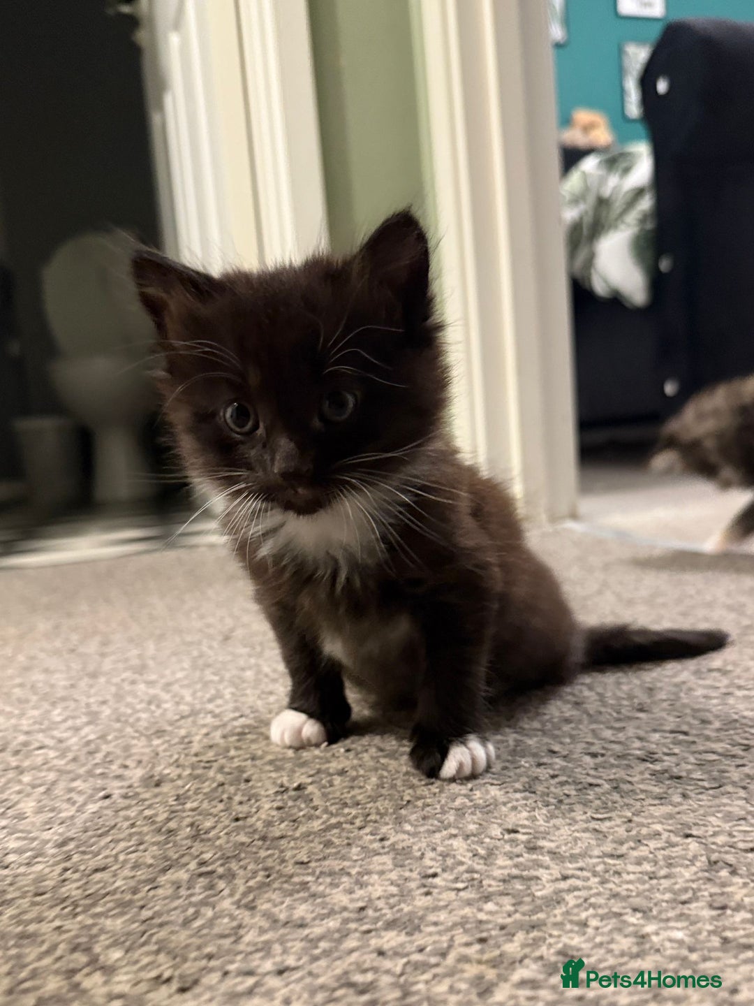 British Longhair cats for sale: Kittens for sale - Image 3