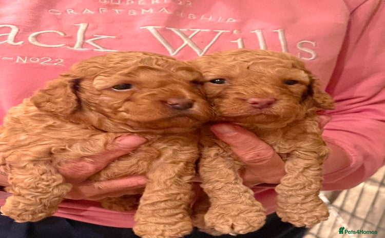 Cockapoo dogs - Advert 7