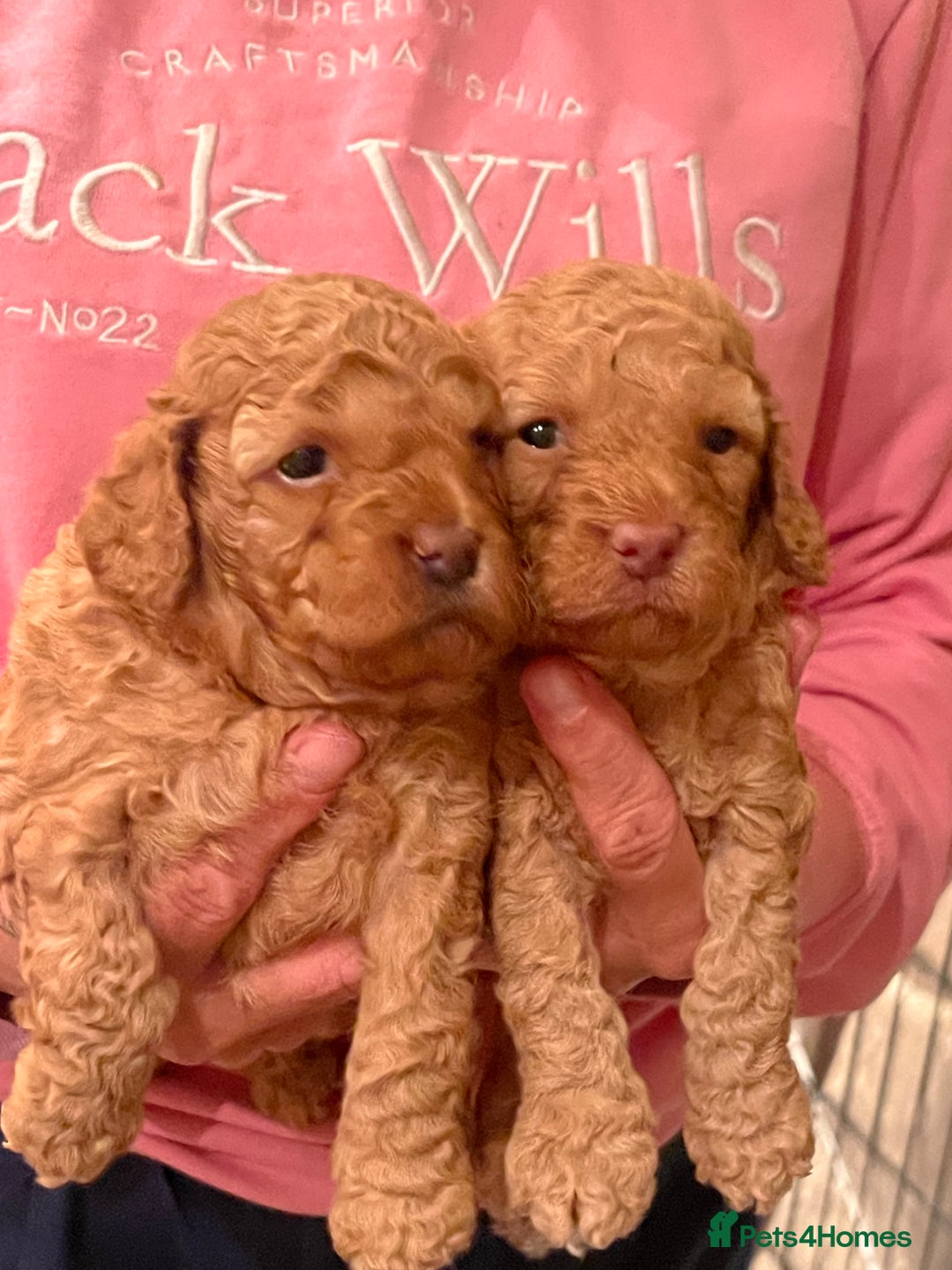 Cockapoo dogs for sale: Cockapoo’s  for sale - Image 1