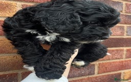 Cockapoo dogs for sale: TOY F1B cockapoo puppies.  - Image 2