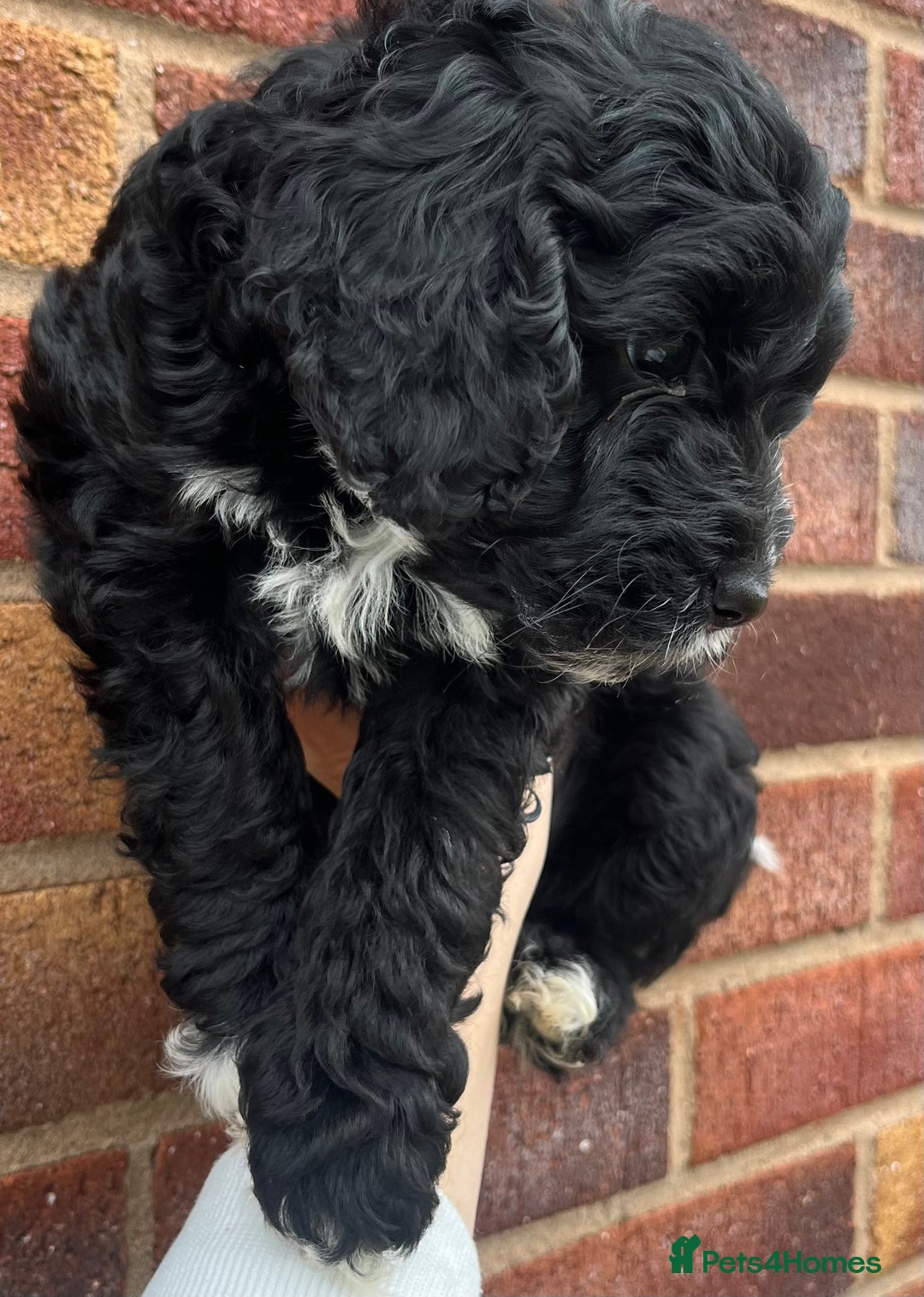 Cockapoo dogs for sale: TOY F1B cockapoo puppies.  - Image 2