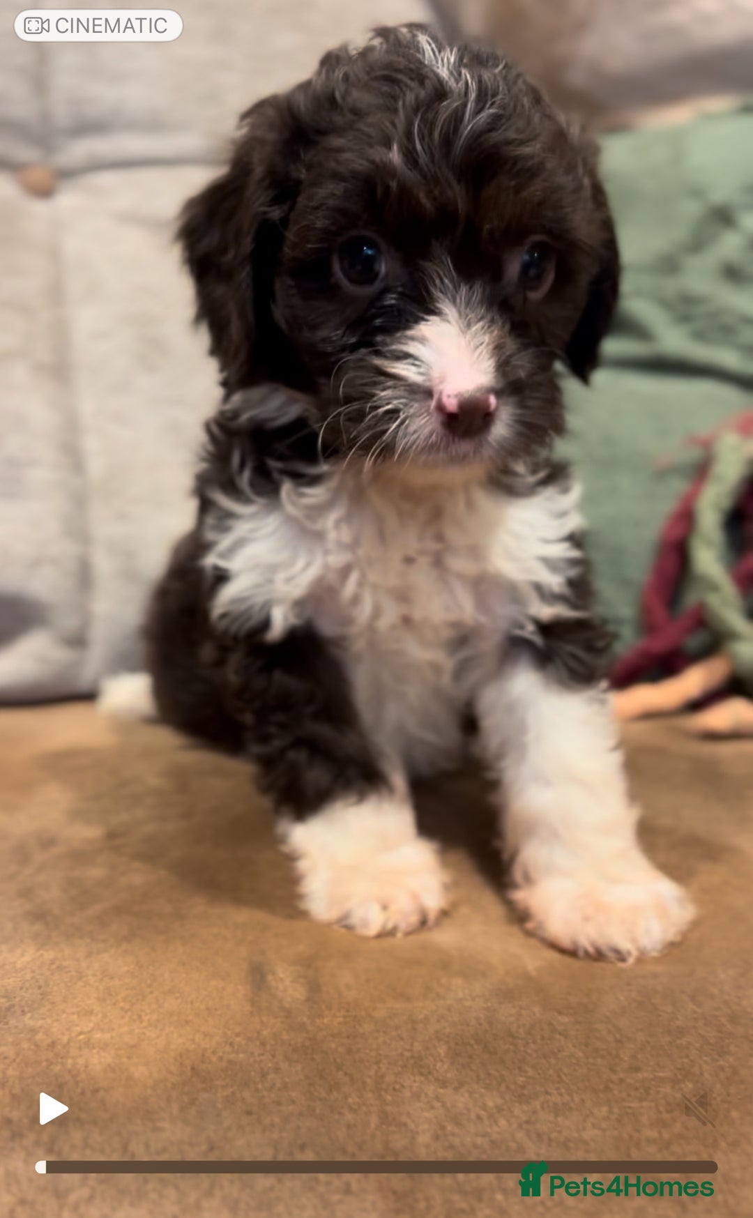 Cockapoo dogs for sale: Cockapoo puppies  - Advert 1