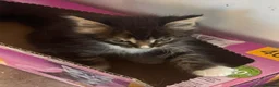 Maine Coon cats for sale: A stunning litter of Maine coon kittens  - Advert 2