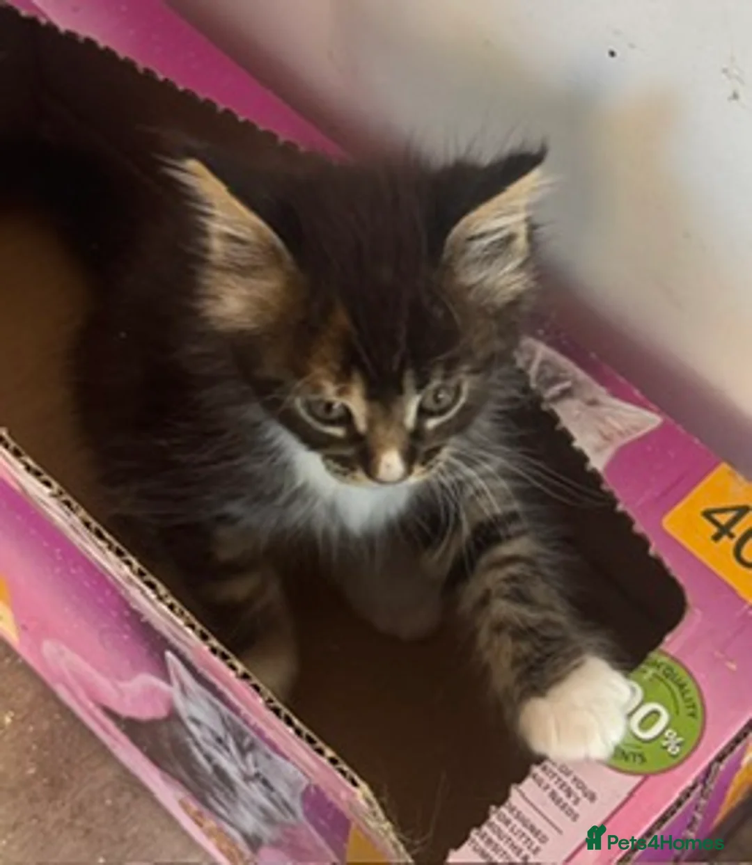 Maine Coon cats for sale: A stunning litter of Maine coon kittens  - Advert 2