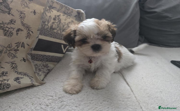 Shih Tzu dogs - Advert 13