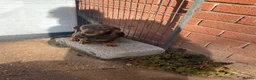 Miniature Dachshund dogs for sale: Two pure female dachshunds  - Advert 4