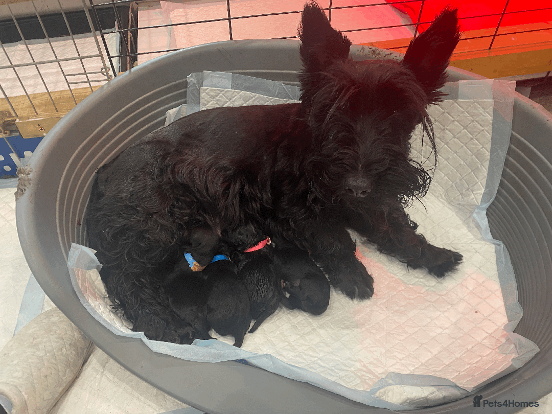 Scottish Terrier dogs for sale:  KC REGISTERED  Scottish terrier puppies - Advert 3