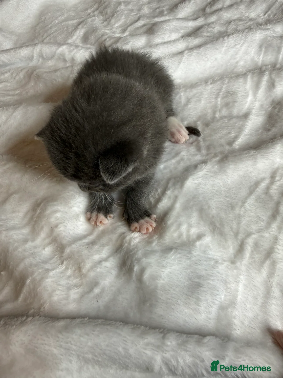 British Shorthair cats for sale: Our British Shorthair Grey Kittens  - Advert 17