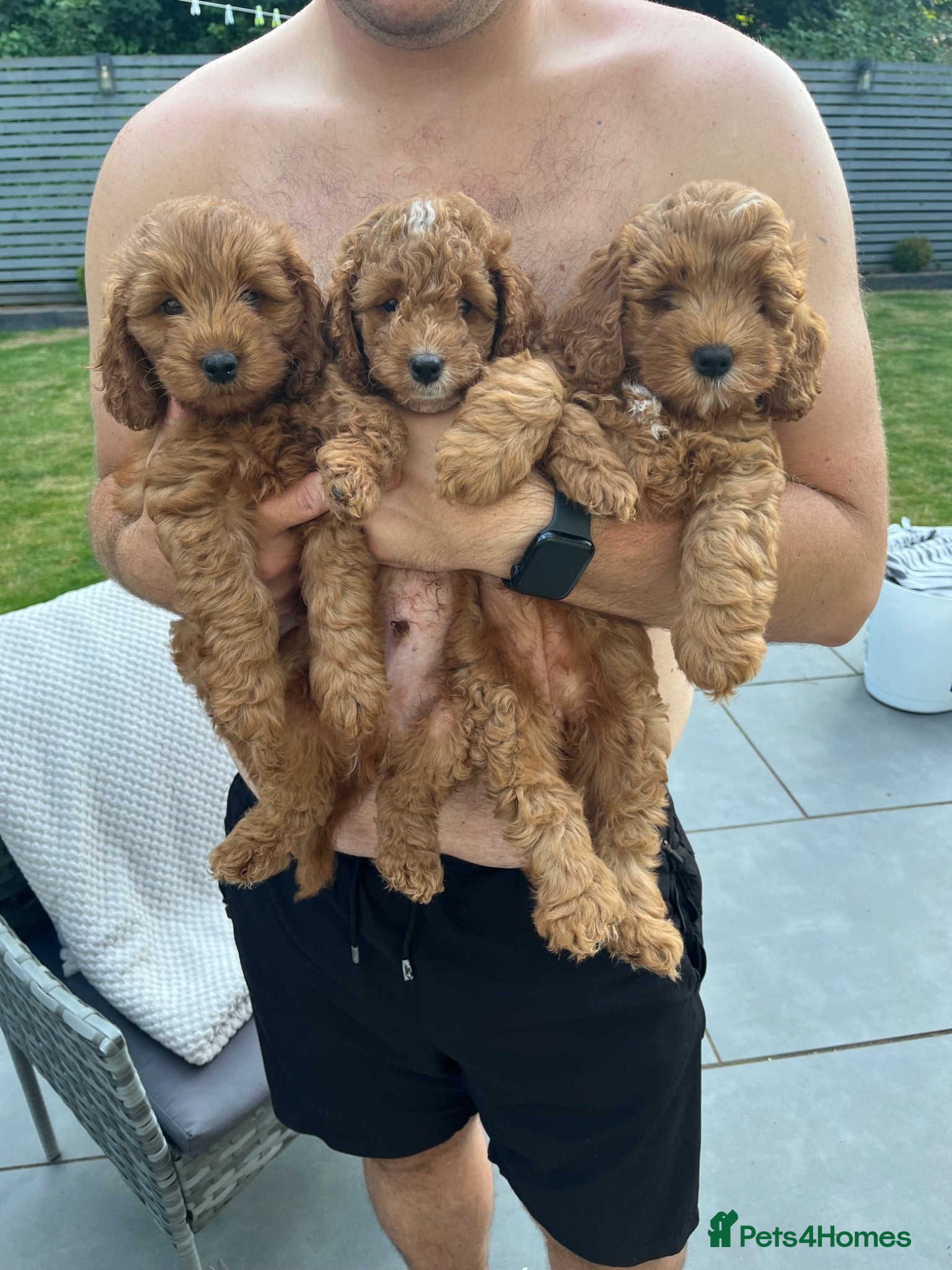 Cockapoo dogs Toy Cockapoo Puppies - Advert 5